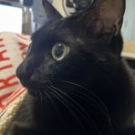 ねことのくらし