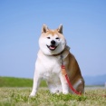 【警告】『犬を飼う日本人』が激減してる理由がこれらしい…