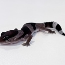 【新入荷:ニシアフ！ガストロ！カベカナヘビ！などなど〜‼️】