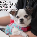 保護犬＆猫の譲渡会のお知らせ