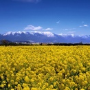 湖と山と菜の花と