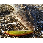 ありがとう鹿島灘2015年水揚げ②