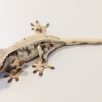 爬虫類クラブJ 横須賀店ブログ