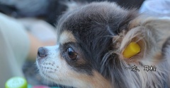 【熊野大花火大会2025】犬とみた花火大会　
