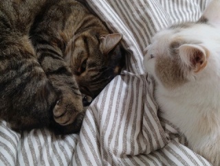 実物のﾈｺﾁｬﾝたちセカンド160