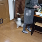 ボルゾイな生活