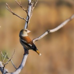 カメラ大好きおやじの野鳥と自然風景フォトアルバム