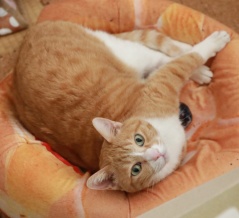 暑いとつぶす猫。