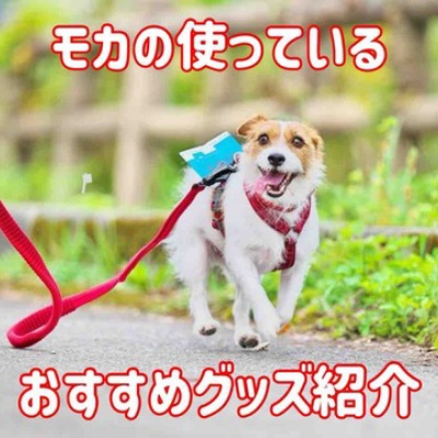 犬連れ登山 三重県 多度山 : 登山犬 ジャックラッセルテリアのモカです