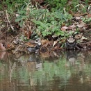 鶫の水飲み　水浴び