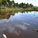 モートンイトトンボの危機。