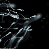 『30年で激減した精子』の画像