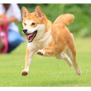 7-8-2　漆原　まるちゃん　6歳　南あわじドッグラン・飛行犬撮影所にて