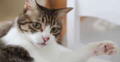 たまに涼みに来る猫。