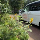 🌻ひまわりドライブ🌻