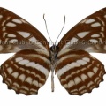 イダミスジ♂ (北‧東スラウェシ) Neptis ida celebensis