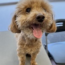 マメちゃん　シャンプーカット