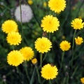 花と昆虫・花と人