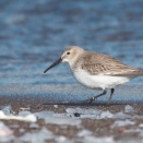 ハマシギ成鳥非繁殖羽 Dunlin