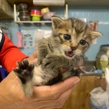 『ニャンコ激増中!!』の画像