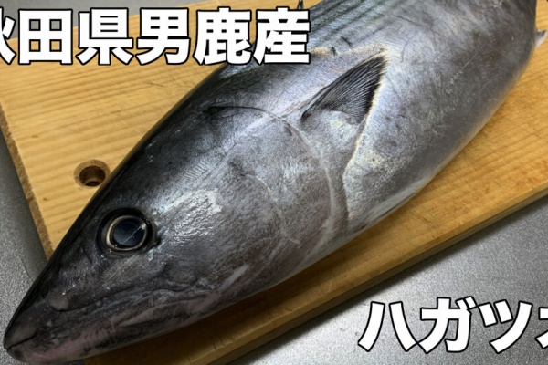 あきたとさかな めいん記事