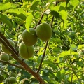 はじめての「梅収穫」お手伝いやってみた｜うきは市 やりみず農園