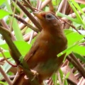 ガビチョウ＆キジ♀を撮る🐦🐦‍⬛（多々良沼公園）