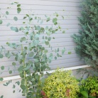 長年憧れていたあの植物が我が家に！！