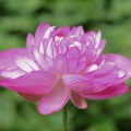 2025 鹿央 里やま花めぐり～蓮