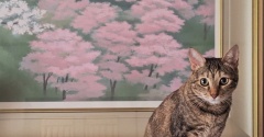わかちゃん　ひとを信じるねこ