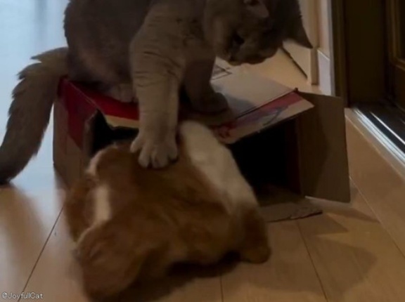 別の猫におしりをパンチされて逃げ出した猫が…再び同じ姿勢に戻る