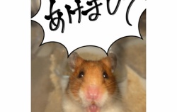 『あけましておめでとうございます２０２５』の画像