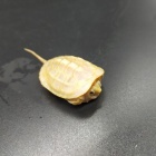 『爬虫類入荷情報！』の画像