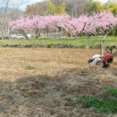 桃の花が満開、耕運機がけ