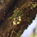 県央某所山麓で花探し