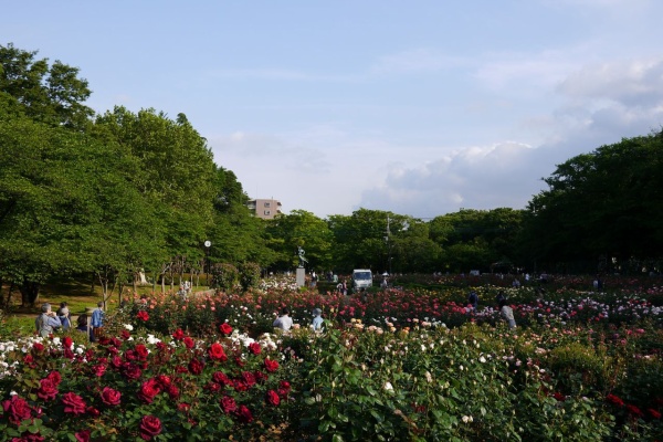 どこへ行こうか 与野公園