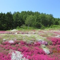 夏の旅6月７～羊蹄山の山麓はとっても自然豊か❗️京極町・倶知安町