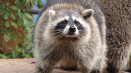 中国でアライグマと触れ合える動物園がオープン → 公開から数日で盗まれる
