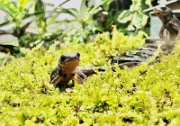 イモリ幼体飼育用のレイアウト 主食は水族館です