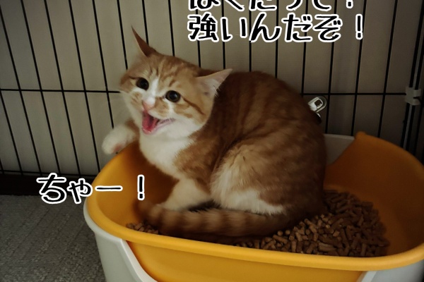 猫とお酒と日々のこと Powered by ライブドアブログ