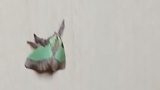 この虫が家に大量発生してるんだが（※画像あり）