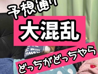 すでに上下関係が出来上がっている。