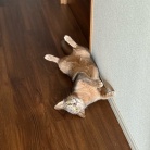わか坊も、廊下に落ちてる