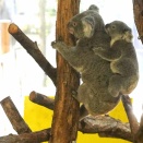 金沢動物園のたんぽぽとキクタロー