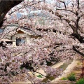 4/6(月)〝竹ヶ端運動公園〟〝集会所裏水呑川土手〟サクラ並木の散策(^.-)☆(14)