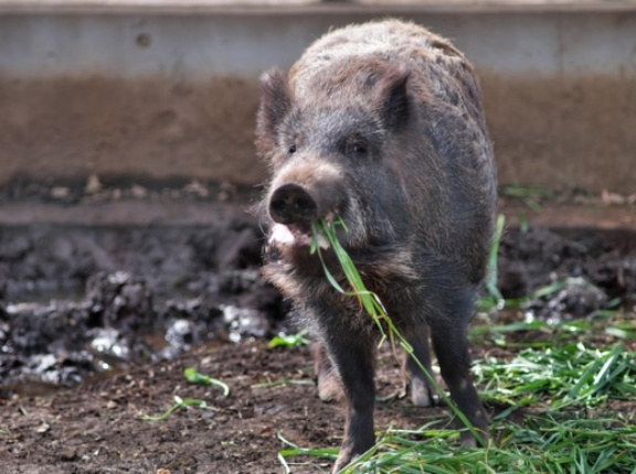 【動画】田舎のおっさん、ペットのイノシシを放し飼いにしてしまうｗｗｗｗｗｗｗｗｗ