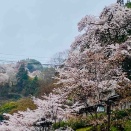 桜を見に奈良県吉野山へ