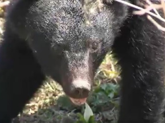 【長野・軽井沢】男性がクマに襲われる…頭や腕などにけが　1人でキノコ採りをしていたところを…