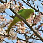 野鳥の観察を都内で