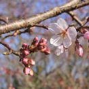 コヒガンザクラ（小彼岸桜）開花！ by J5